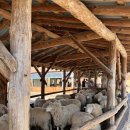 대화목장 | 강원도 평창 대관령양떼목장 눈 입장료가격 예약 겨울방문 후기 숙소 정보