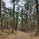 녹고뫼민박 | 2022년 봄날, 뚜벅이 부부의 4박5일 제주도 여행기(상)- 족은노꼬매 오름, 금오름, 성이시돌목장, 구엄...