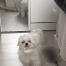 위위그루밍 이미지