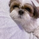 보타닉동물병원 이미지