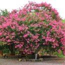 백연농장 | 경남 함안 7월 가볼만한 곳 꽃 명소 고려동유적지 배롱나무 개화