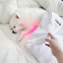 강아지와고양이 | 아픈 강아지와 고양이를 위한 근적외선 치료기 사용 후기