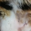 토마스동물병원 이미지