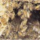꿀벌의 월별관리 이미지