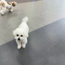 꽃피는견생 인천애견유치원 이미지