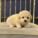 도그마루 강아지 고양이 분양 여주·원주점 이미지