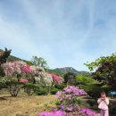덕수농원 | [예산여행] 예산 가야산 봄꽃 여행지, 아이랑 "덕수농원 삼색능수도화"