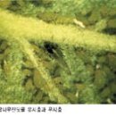 사과- 병해충진단 및 방제 요령- 조팝나무진딧물 이미지