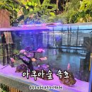 속초고등학교 | 속초카페 속초아이와함께가볼만한곳 이색카페체험 아쿠아숲 속초