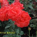 푼다리카 이미지