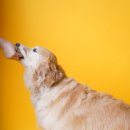 반려동물과함께하는#설렘 이미지