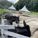 슈렉목장 이미지