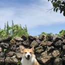 제주코기네 이미지