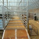 화천흑염소농장 이미지