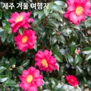 남원읍-63 | 제주 겨울 여행지 추천, 남원읍에서 만난 한적한 숲 풍경