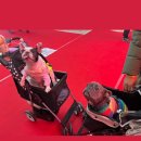 일동 BYC | 23. 일산 킨텍스 메가주 펫박람회 다녀온 후기