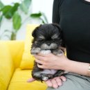 부산강아지분양 테디럽 명지본점 이미지