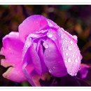 Me And The Wildwood Rose/Carlene Carter 이미지