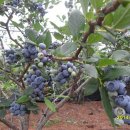 산막골농장 이미지