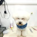 쁘띠 애견 이미지