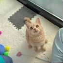 일산고양이분양 라라캣츠 이미지