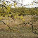 산수유피는마을 이미지