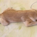 에이펫(A-PET) 이미지