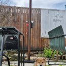 강아지 대통령 | 평산책방 양산 여행 주차 벚꽃 애견동반 문재인 대통령 방문 시간