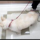 다다펫스파 이미지