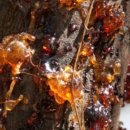 코팔(COPAL)