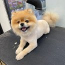 펫마트 강아지 논산점 이미지