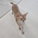 율하냥 | 김해 장유 고양이 카페 율하냥 후기 /김해 아이와 가볼만한 곳