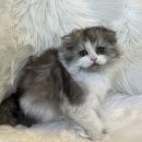 도그마루 강아지 고양이 천안아산점 이미지