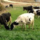 평촌목장 이미지