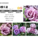 꿈이자라는땅 | 장미 찾기 - 정원장미 땅장미 관목장미 종류, 특징