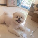 뽀삐살롱 이미지