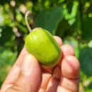 다래농장 이미지