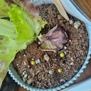 강릉원예사 이미지