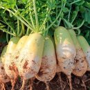 신세계청과 이미지