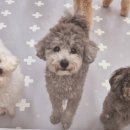 리치펫하우스 이미지