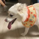 멋스럽개 이미지