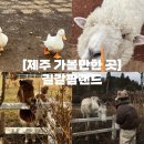 동백팜 | 제주 가볼만한 곳 | 제주 동쪽 동물 먹이주기 체험 동백꽃 명소 길갈팜랜드 (내돈내산)