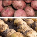 천기농장 이미지