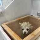 굿데이몽