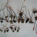 동충하초의 여러종류 이미지