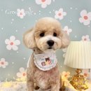 그루멍(groomung) 이미지