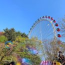 카피랜드 | 에버랜드 튤립축제 기간 및 입장료 자유이용권 제휴 할인 방법 8가지