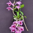 Dendrobium kean's Baby 이미지