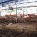 증산한우농장 이미지