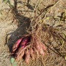 용준농장 이미지